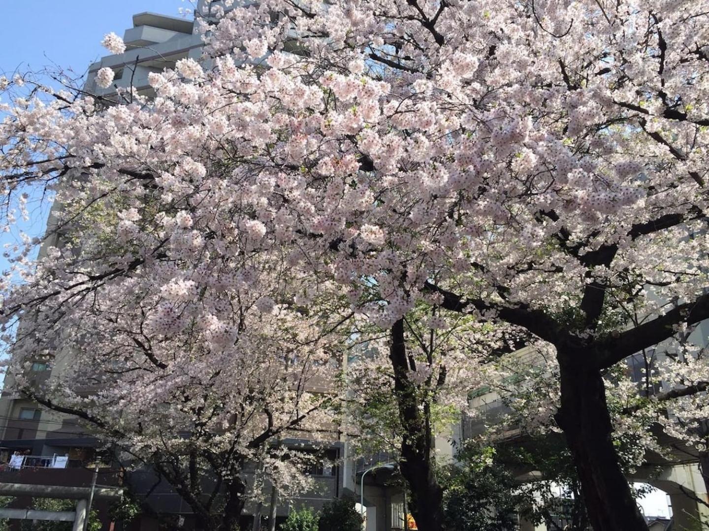 Building A101 / Vacation Stay 1275 Tokyo Bagian luar foto